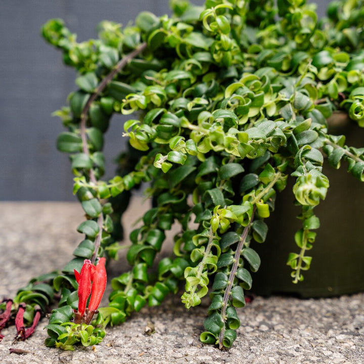 Lipstick Plant Curly (Aeschynanthus radicans ‘Curly’)