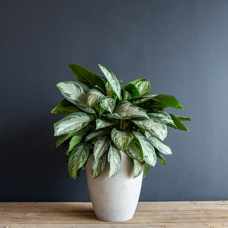 aglaonema mature Chinese Evergreen (Aglaonema 'Silver Bay')