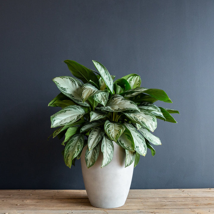 haworthia succulent plant Haworthia Pumila (4" Pot) Succulent Plant  Beaultiful Desert Plants
