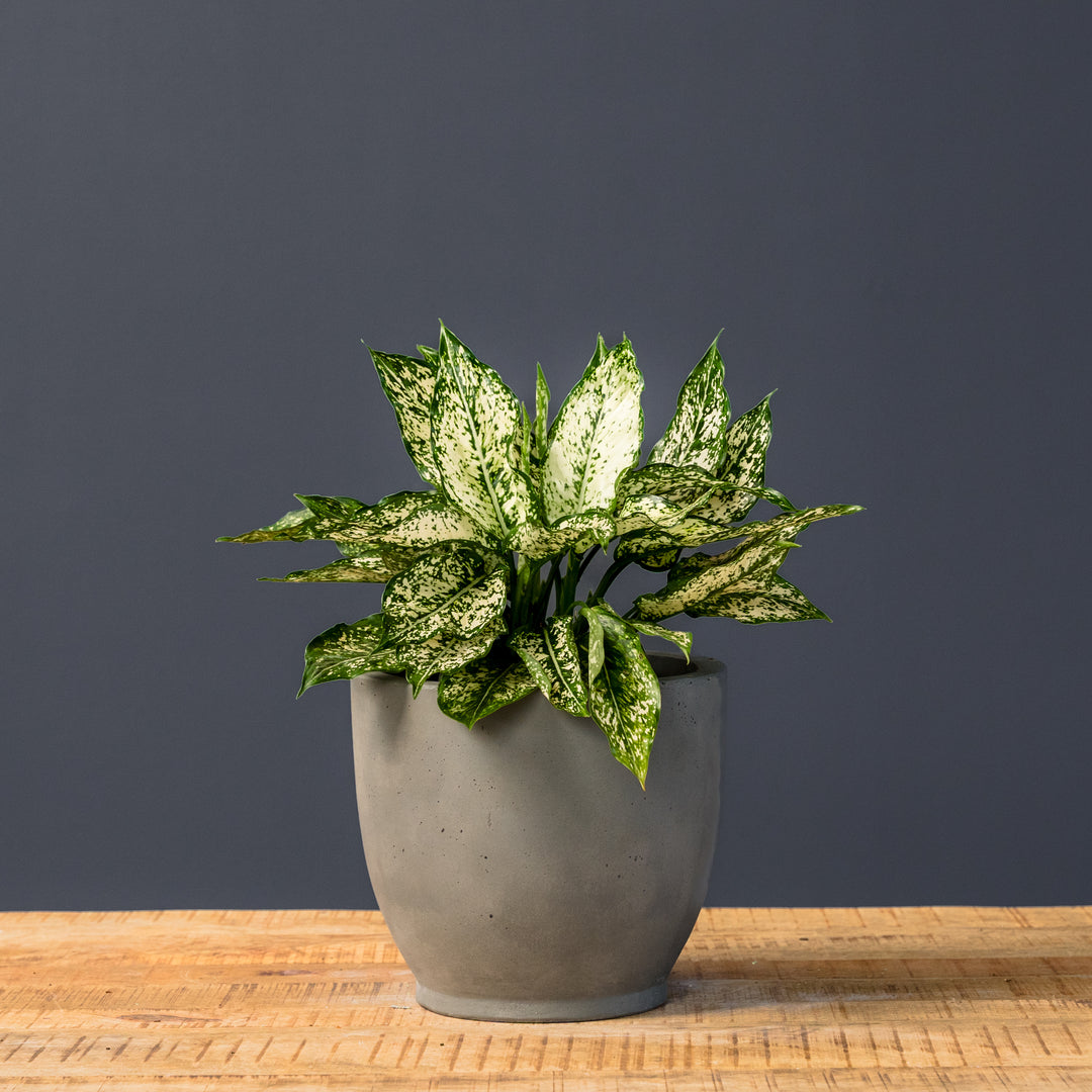 aglaonema chinese green Chinese Evergreen (Aglaonema 'Winter')