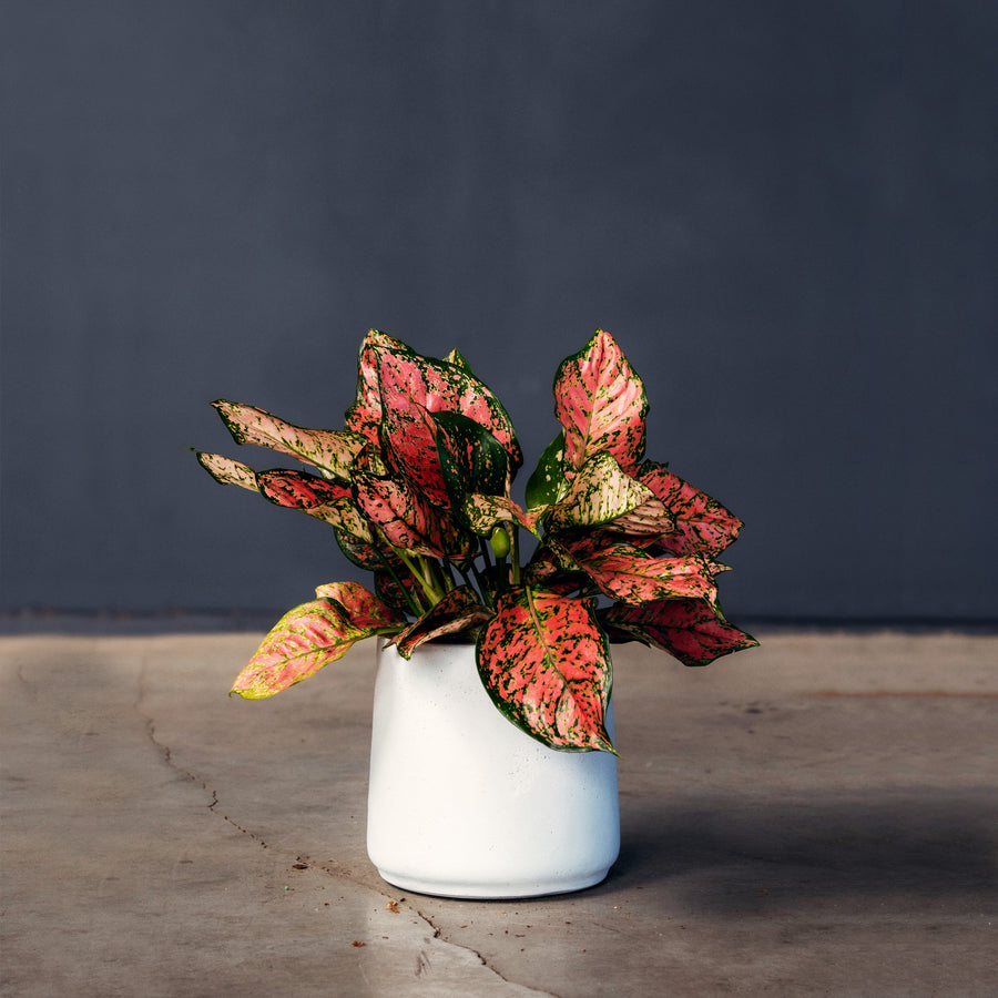 aglaonema colored scheuri Chinese Evergreen (Aglaonema 'Ruby') – Rolling Greens