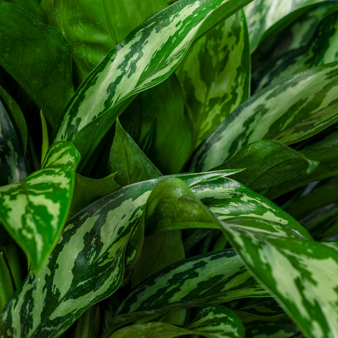 aglaonema tigress toxic Chinese Evergreen (Aglaonema 'Tigress')