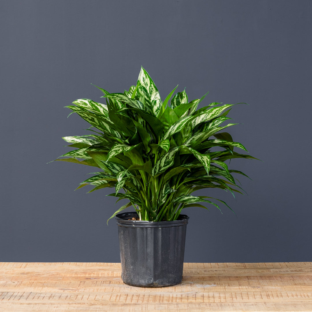 aglaonema tigress plant Chinese Evergreen (Aglaonema 'Tigress')