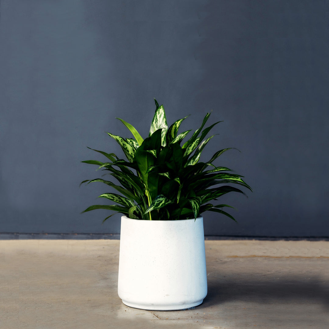 Chinese Evergreen (Aglaonema 'Tigress') 8 inch