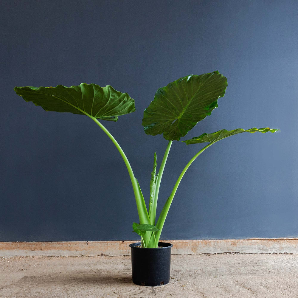 california elephant ear plant indoor Alocasia Calidora (Elephant Ear) 12 in