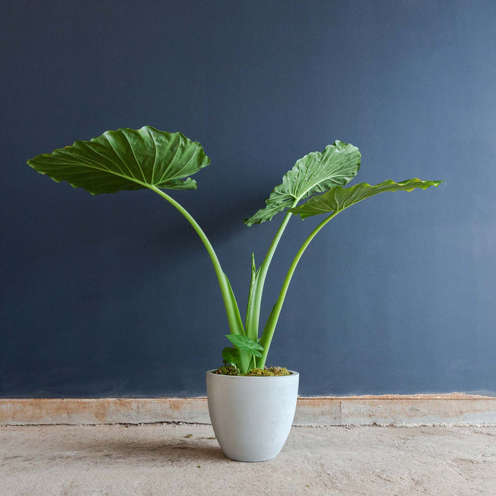 Elephant Ear (Alocasia Calidora) 10 in