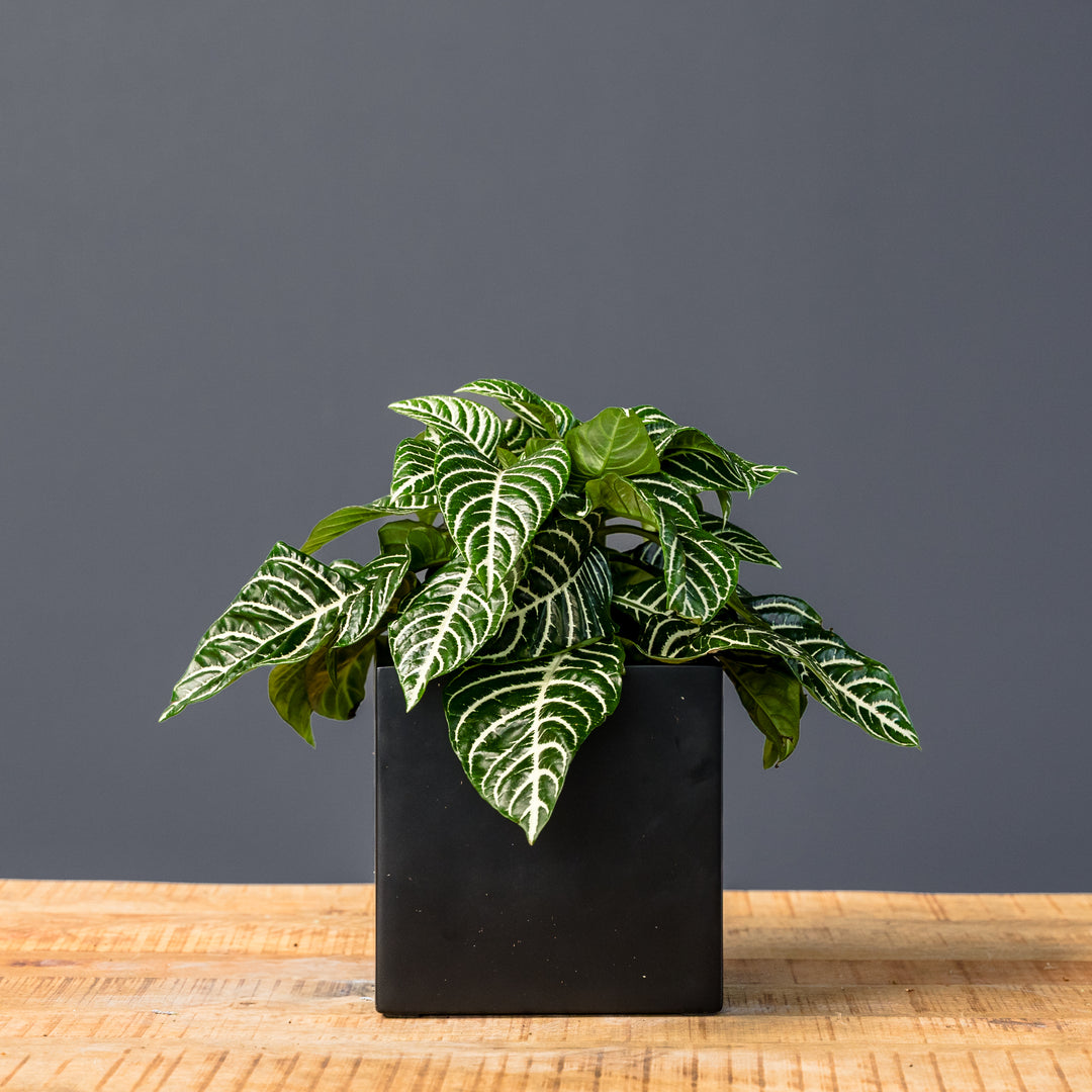 indoor plants zebra Zebra Plant (Aphelandra) – Rolling Greens