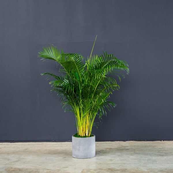 palma areca cura Palm