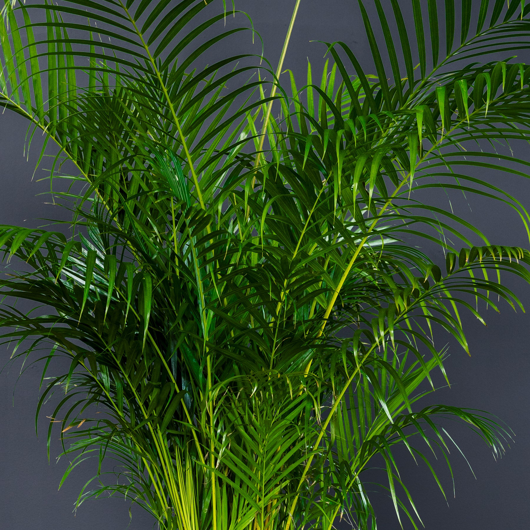 areca palm san jose Palm