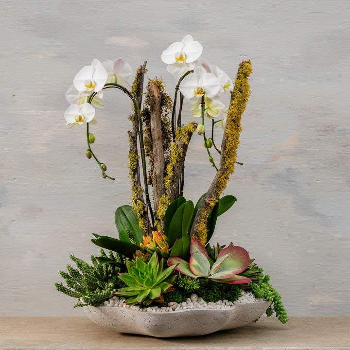 Lichen Branch and Waterfall Arrangement
