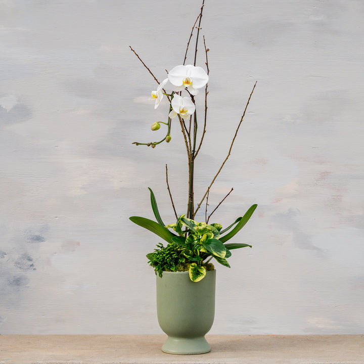 Dusty Sage Pedestal with Orchid Arrangement