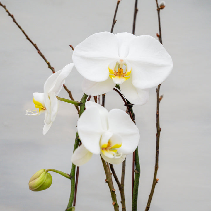Dusty Sage Pedestal with Orchid Arrangement