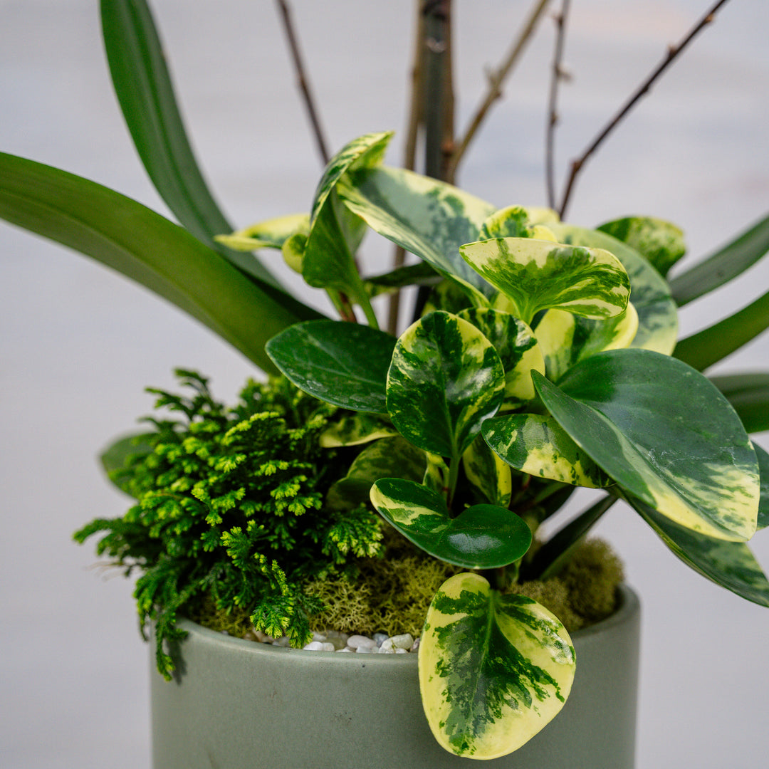 Dusty Sage Pedestal with Orchid Arrangement