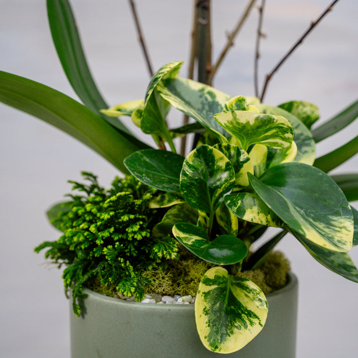 Dusty Sage Pedestal with Orchid Arrangement