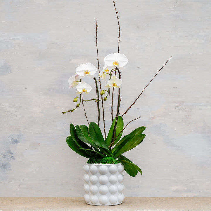 Pop Art Bubble Vase and Orchid Arrangement