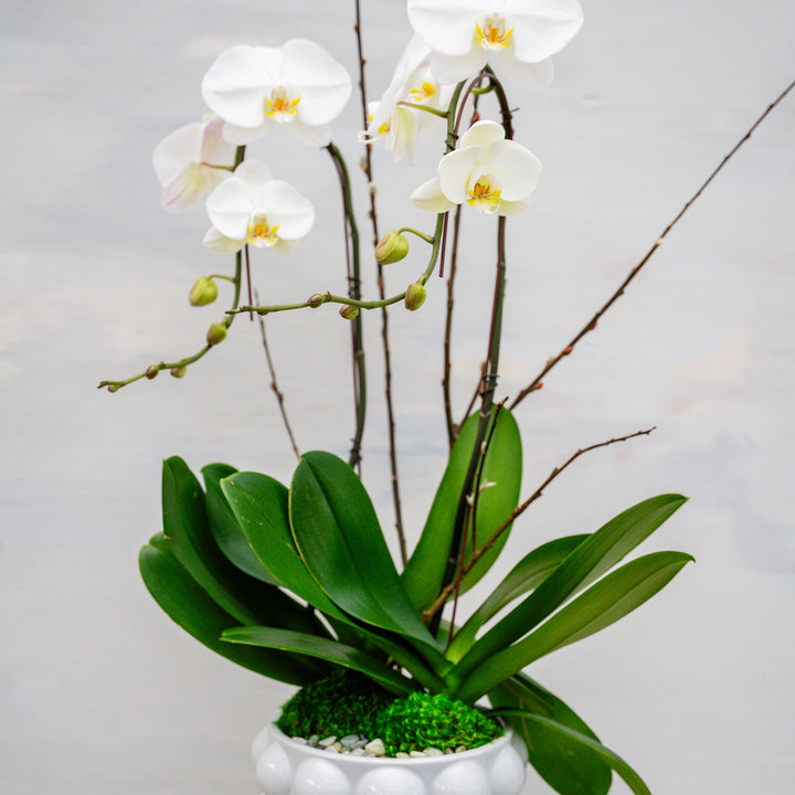 Pop Art Bubble Vase and Orchid Arrangement