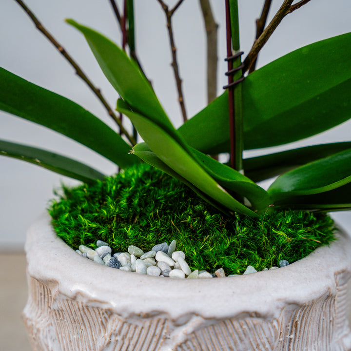 Pretty Petals Vessel with Orchids