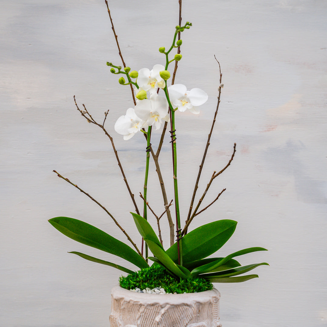 Pretty Petals Vessel with Orchids
