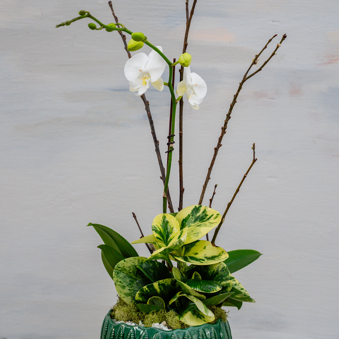 Emerald Leaf and Orchid Arrangement