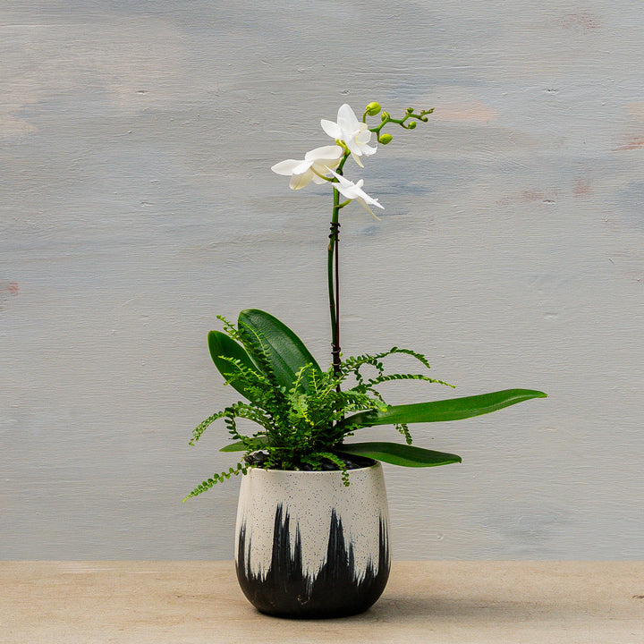 Light + Dark Contemporary Orchid Arrangement