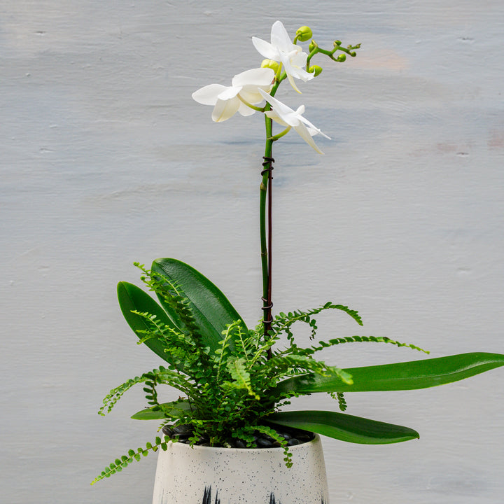 Light + Dark Contemporary Orchid Arrangement