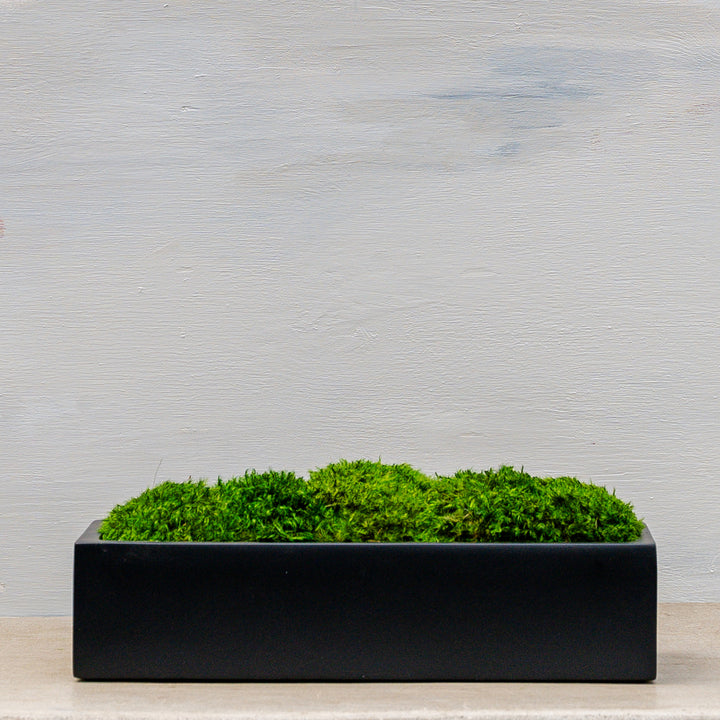 Noir Contemporary Arrangement with Statement Moss