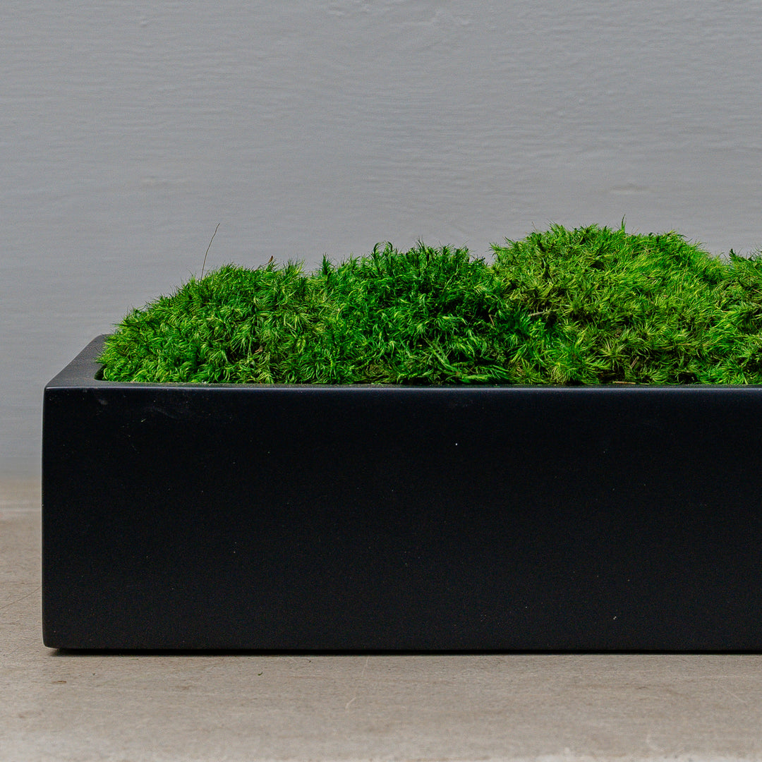 Noir Contemporary Arrangement with Statement Moss
