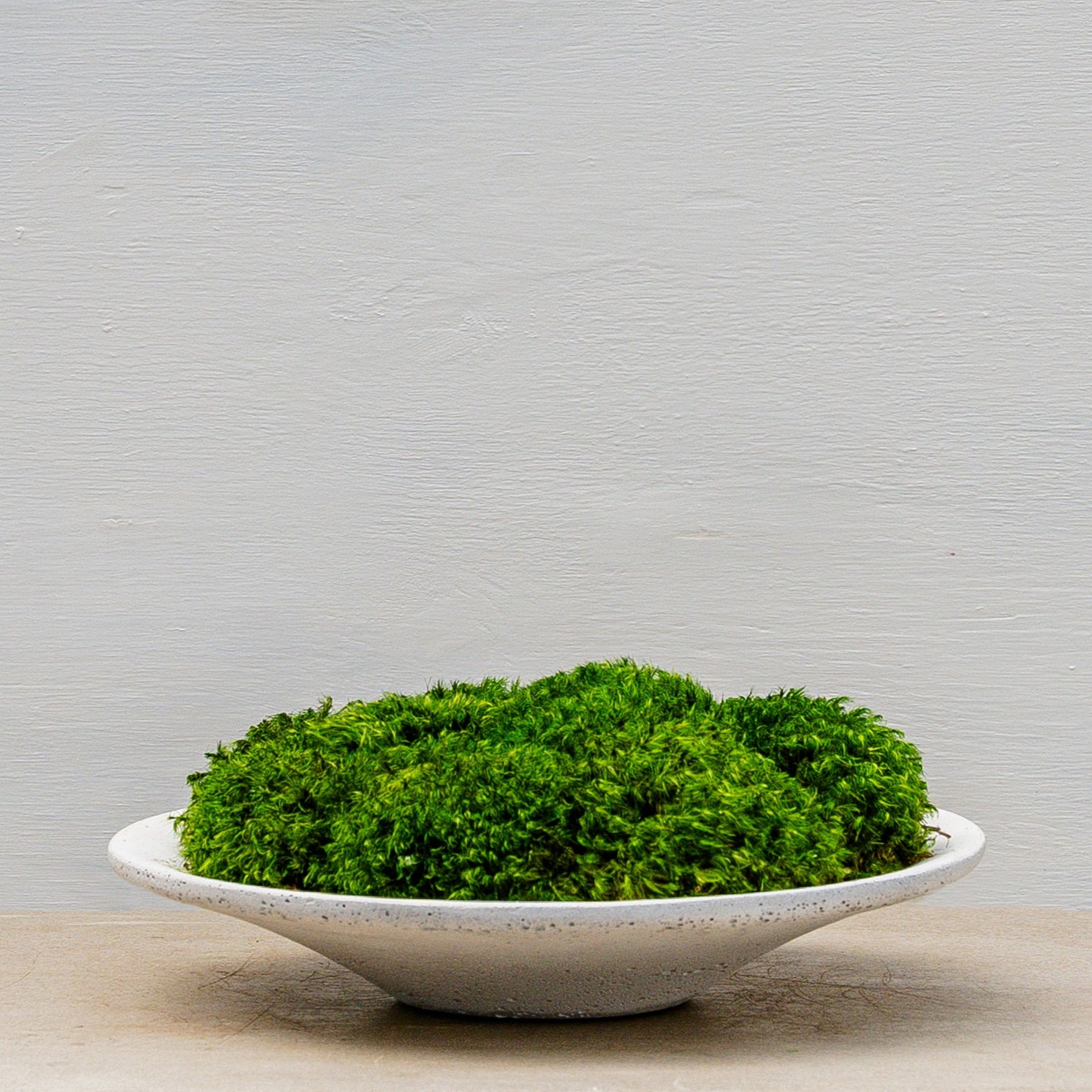 White Clay Saucer with Statement Moss – Rolling Greens