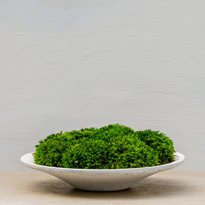White Clay Saucer with Statement Moss