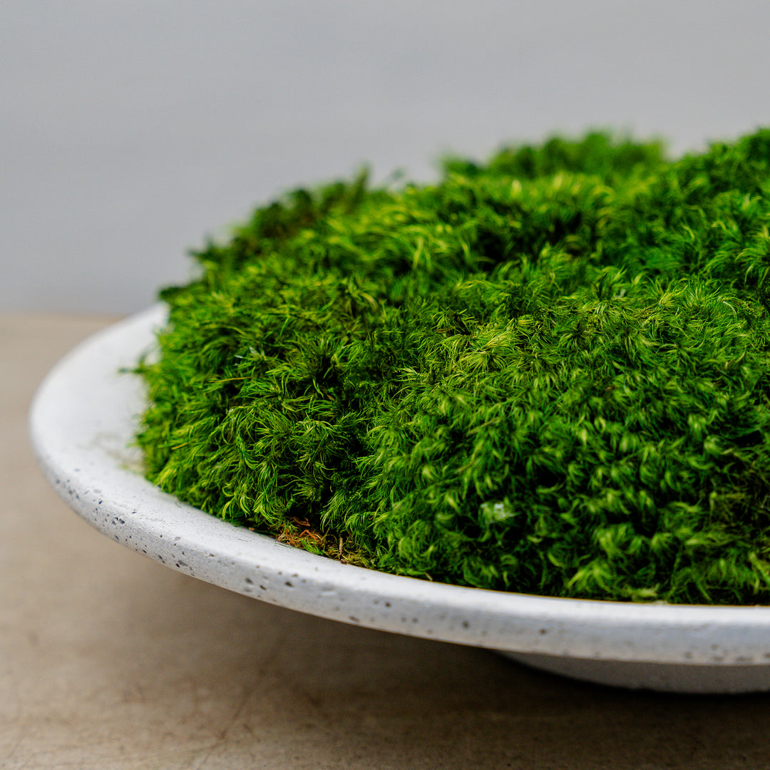 White Clay Saucer with Statement Moss