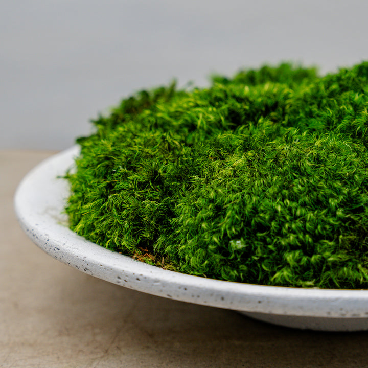 White Clay Saucer with Statement Moss
