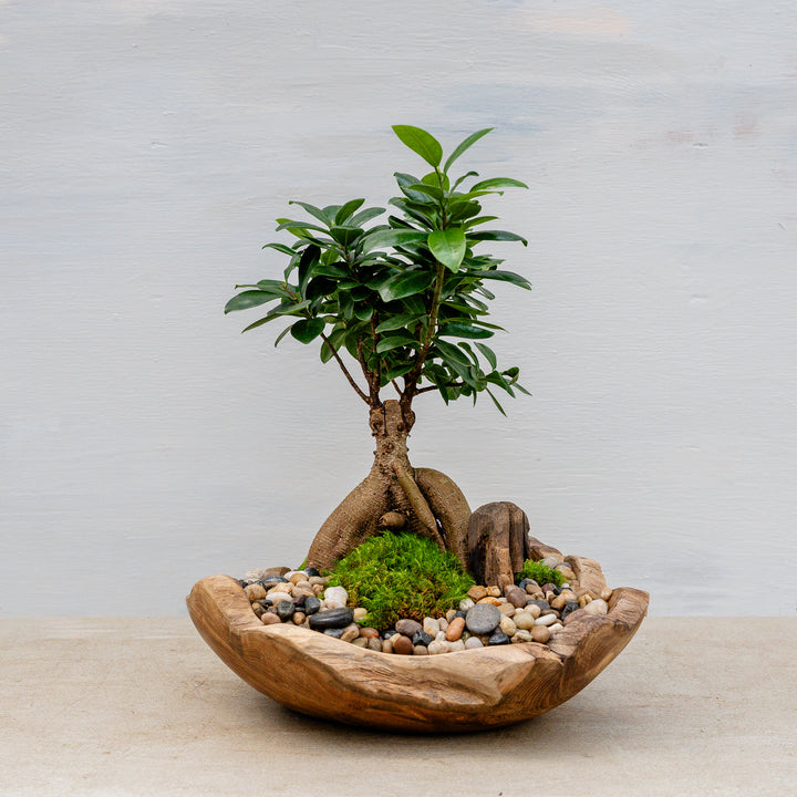 Ficus Ginseng in Organic Bowl Arrangement