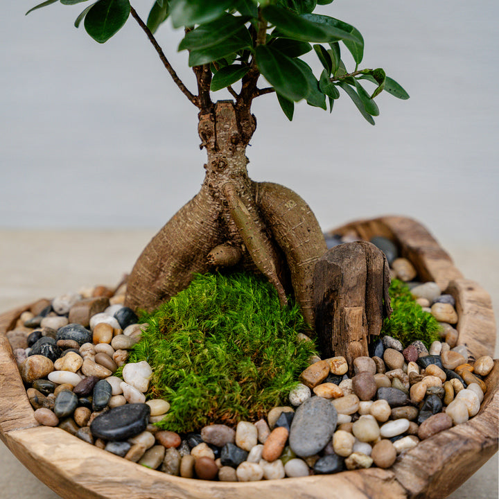 Ficus Ginseng in Organic Bowl Arrangement