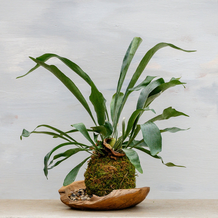 Kokedama in Organic Bowl