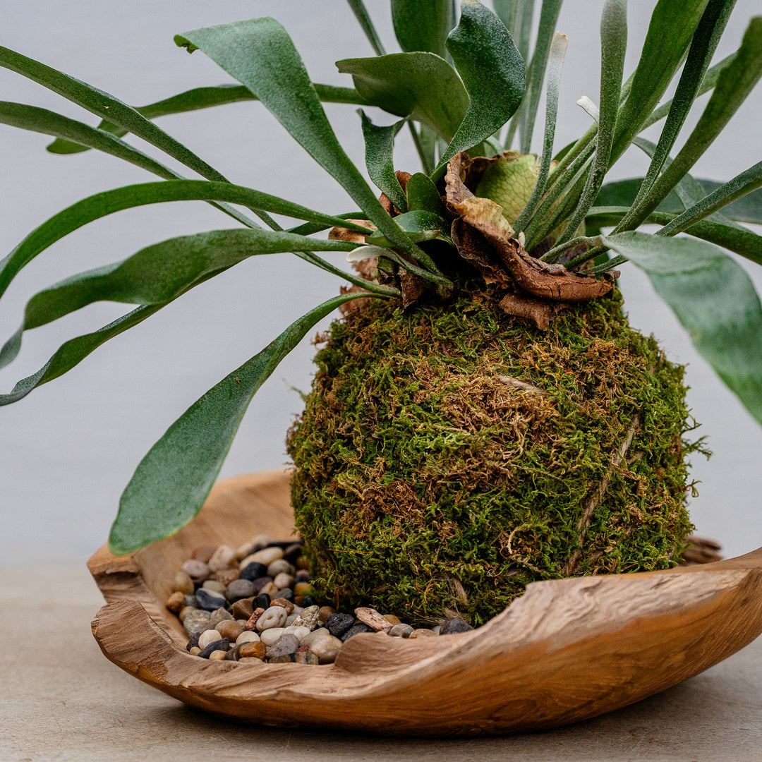 Kokedama in Organic Bowl