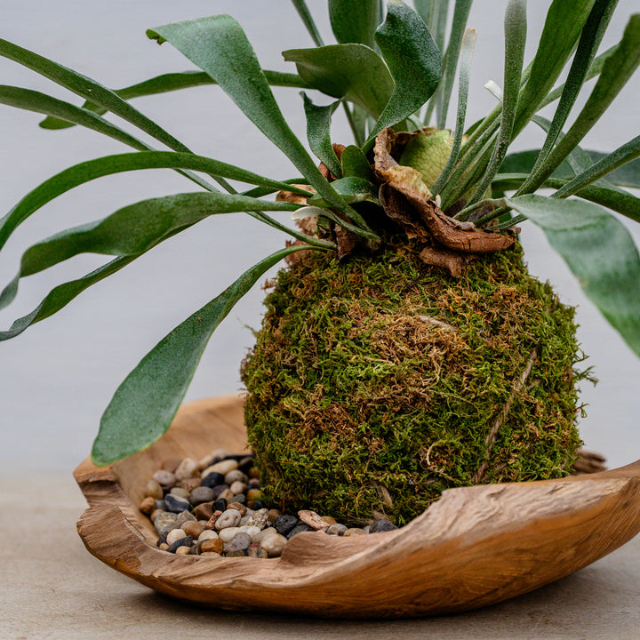 Kokedama in Organic Bowl