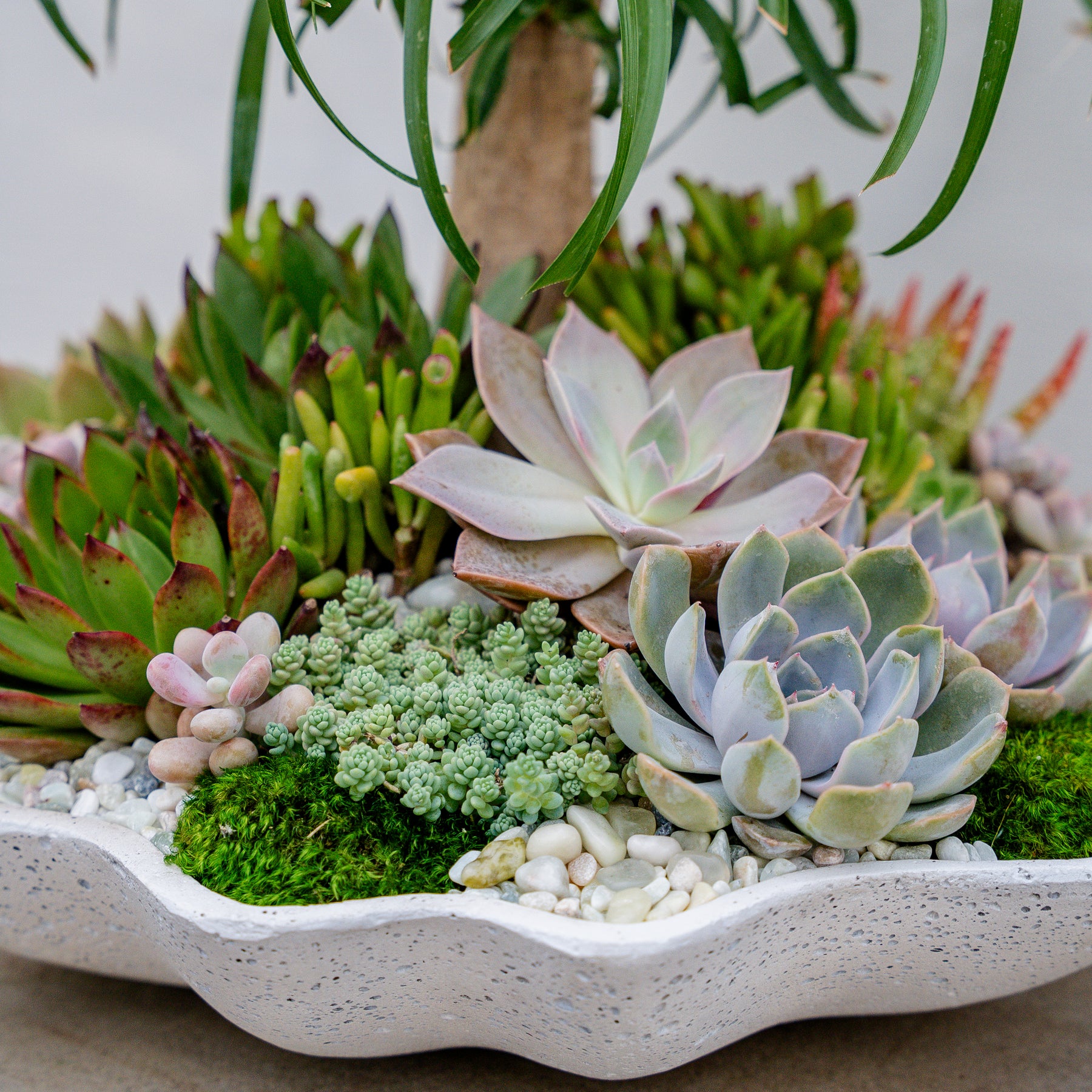 oasis succulents Desert Oasis Arrangement – Rolling Greens