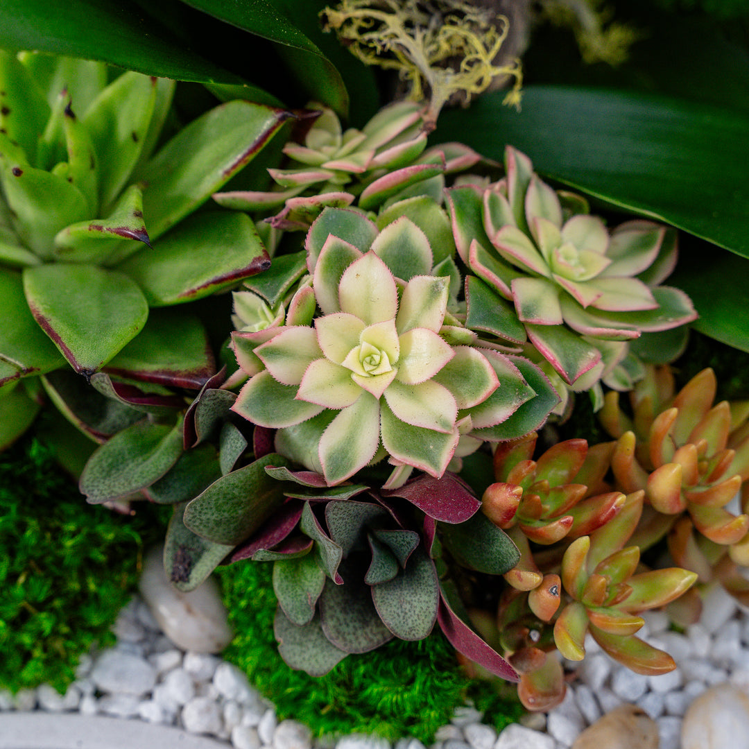 Desert Oasis Arrangement