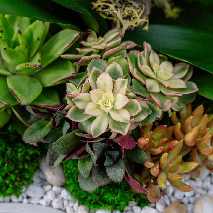 Desert Oasis Arrangement