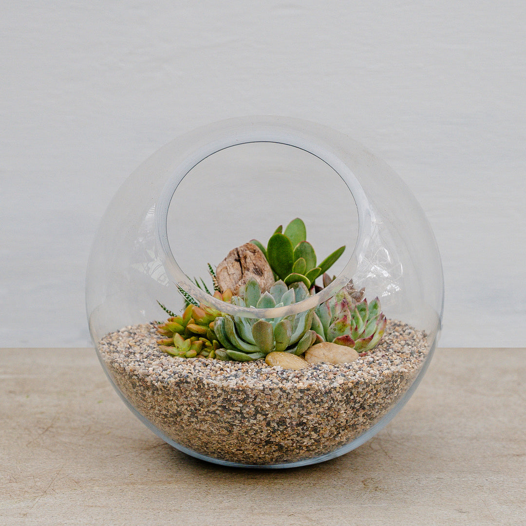 planter terrarium Desert Terrarium