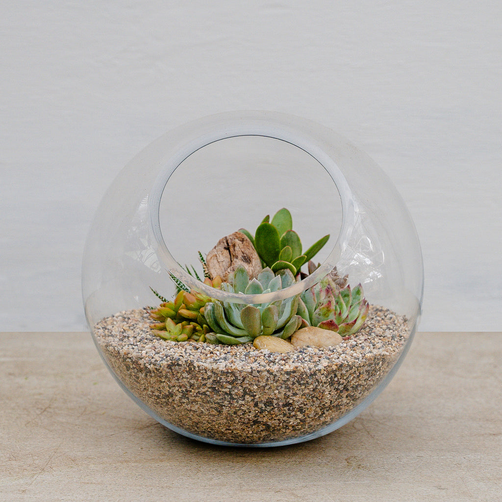 succulent terrarium large Desert Terrarium – Rolling Greens