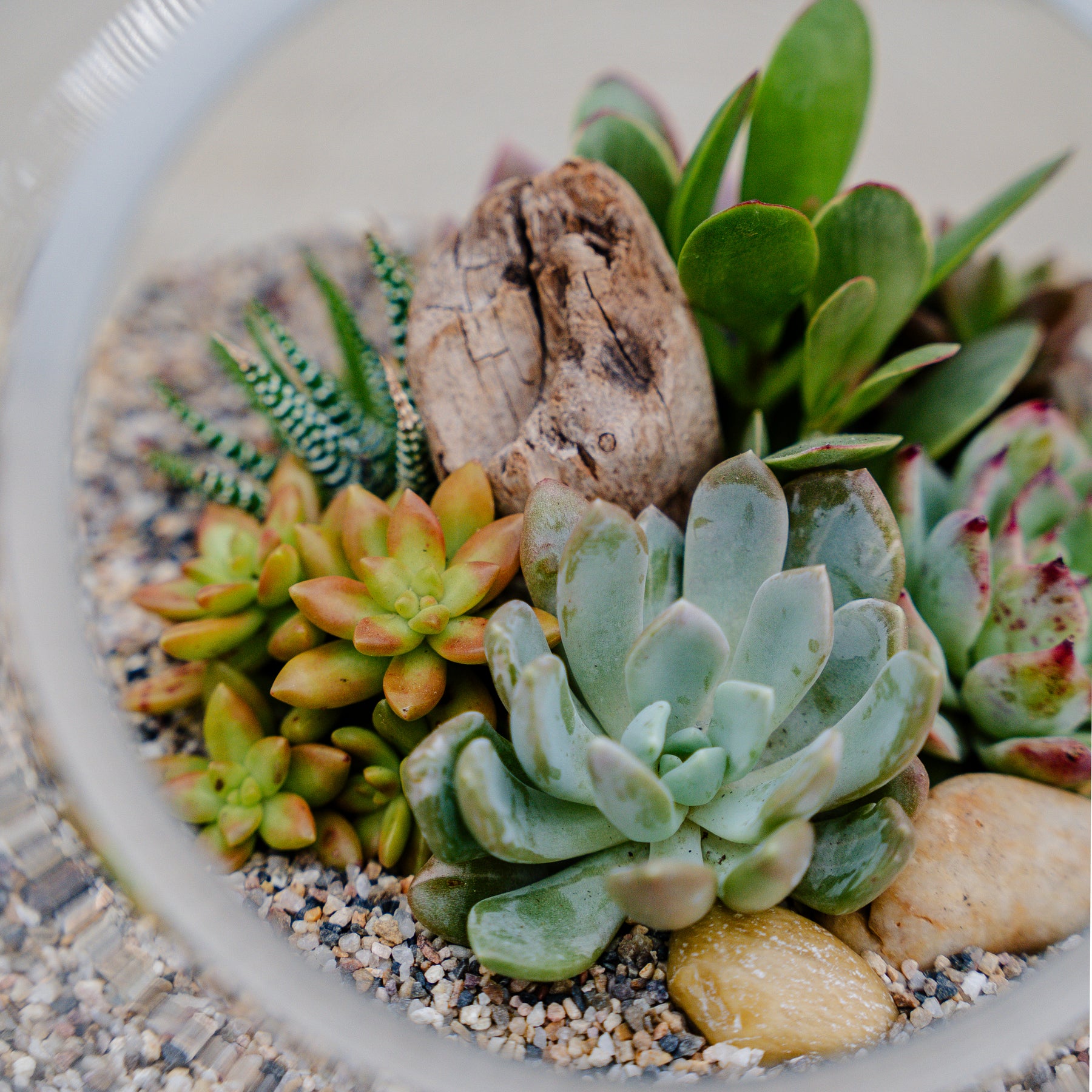 desert succulent terrarium Desert Terrarium