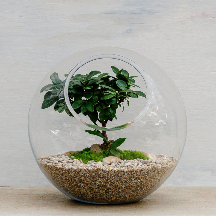 Artistic Ginseng in Glass