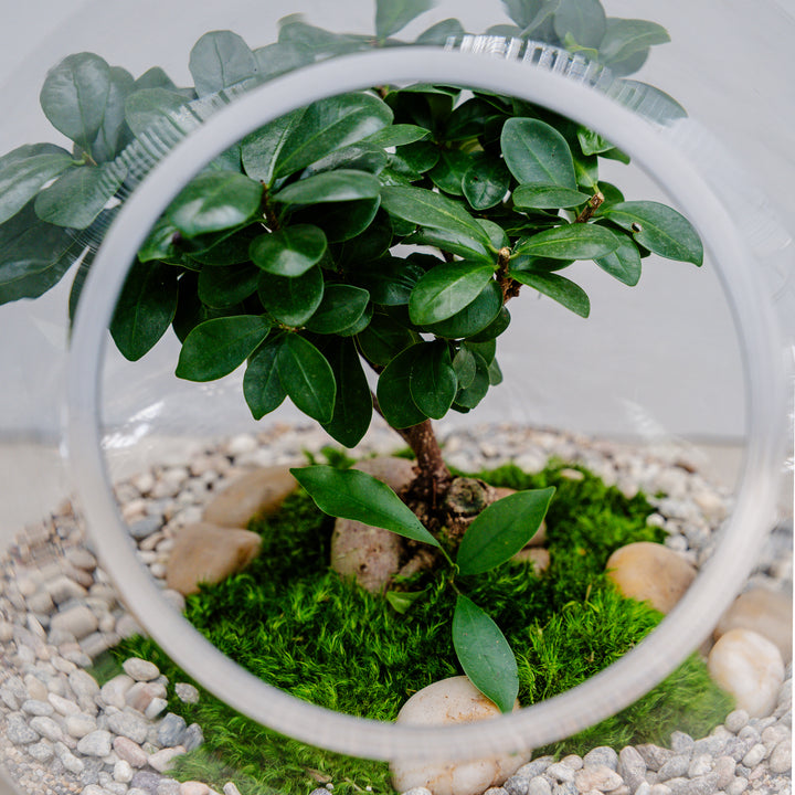 Artistic Ginseng in Glass
