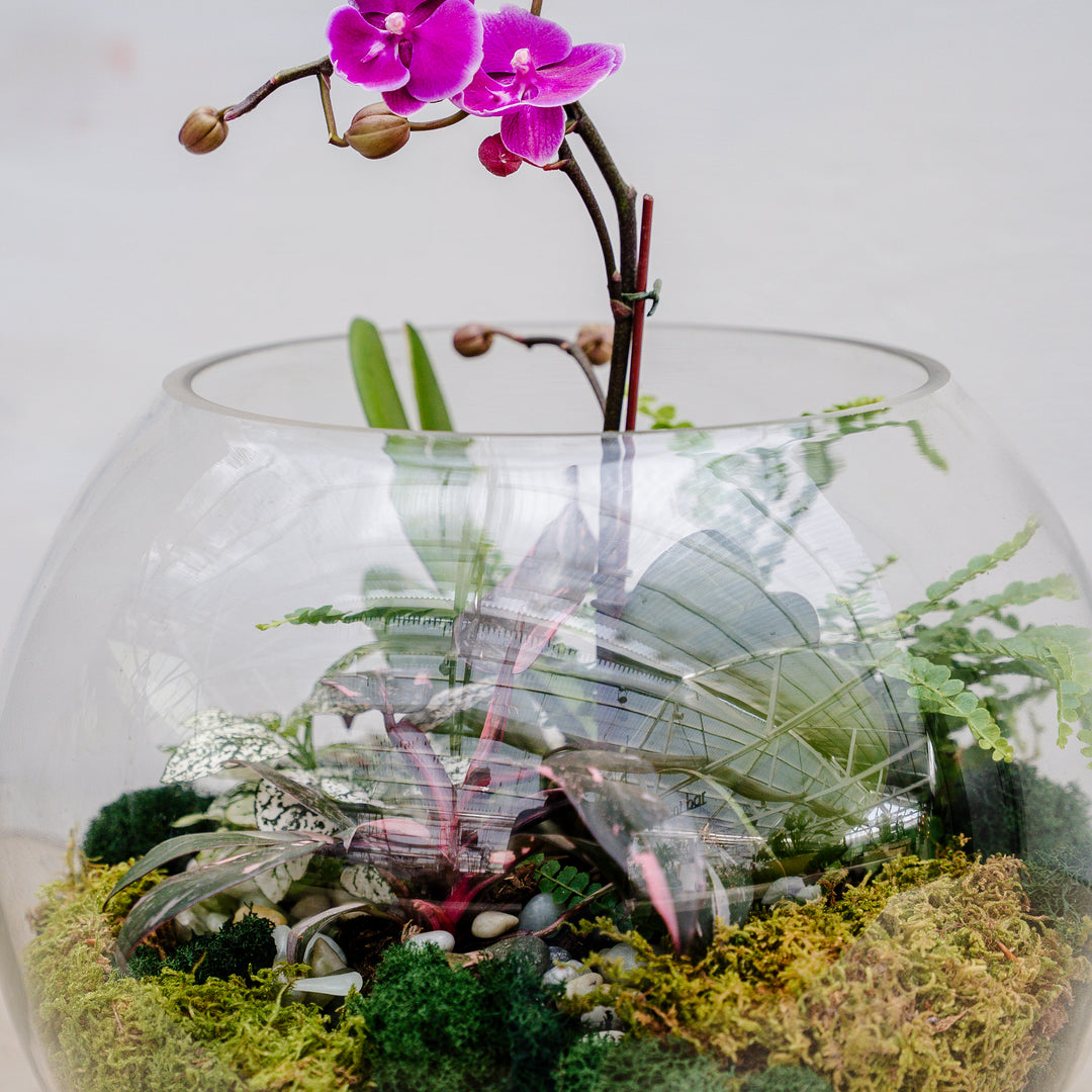 Amethyst Orchid Terrarium