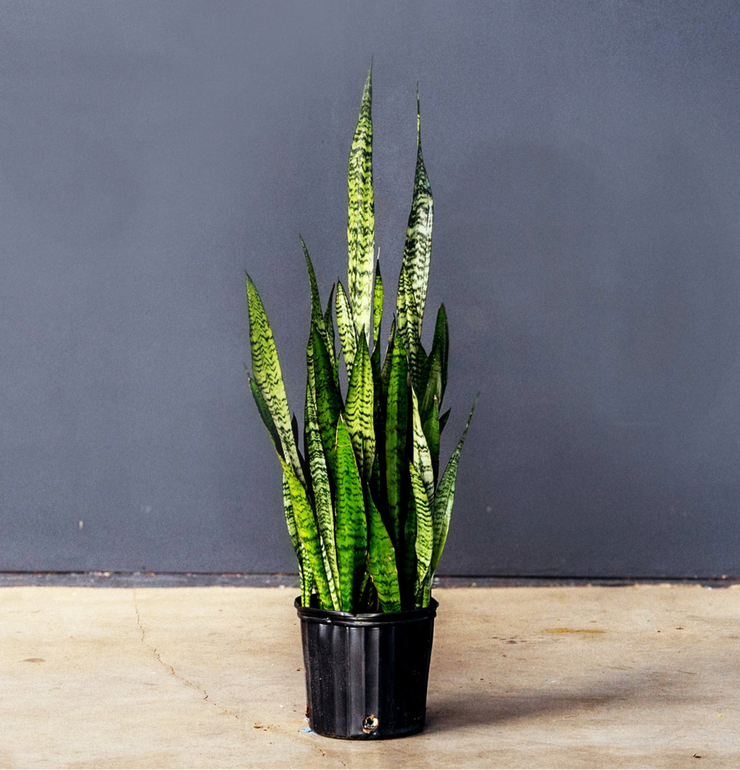 sansevieria medicinal Snake Plant (Sansevieria Zeylanica) – Rolling Greens