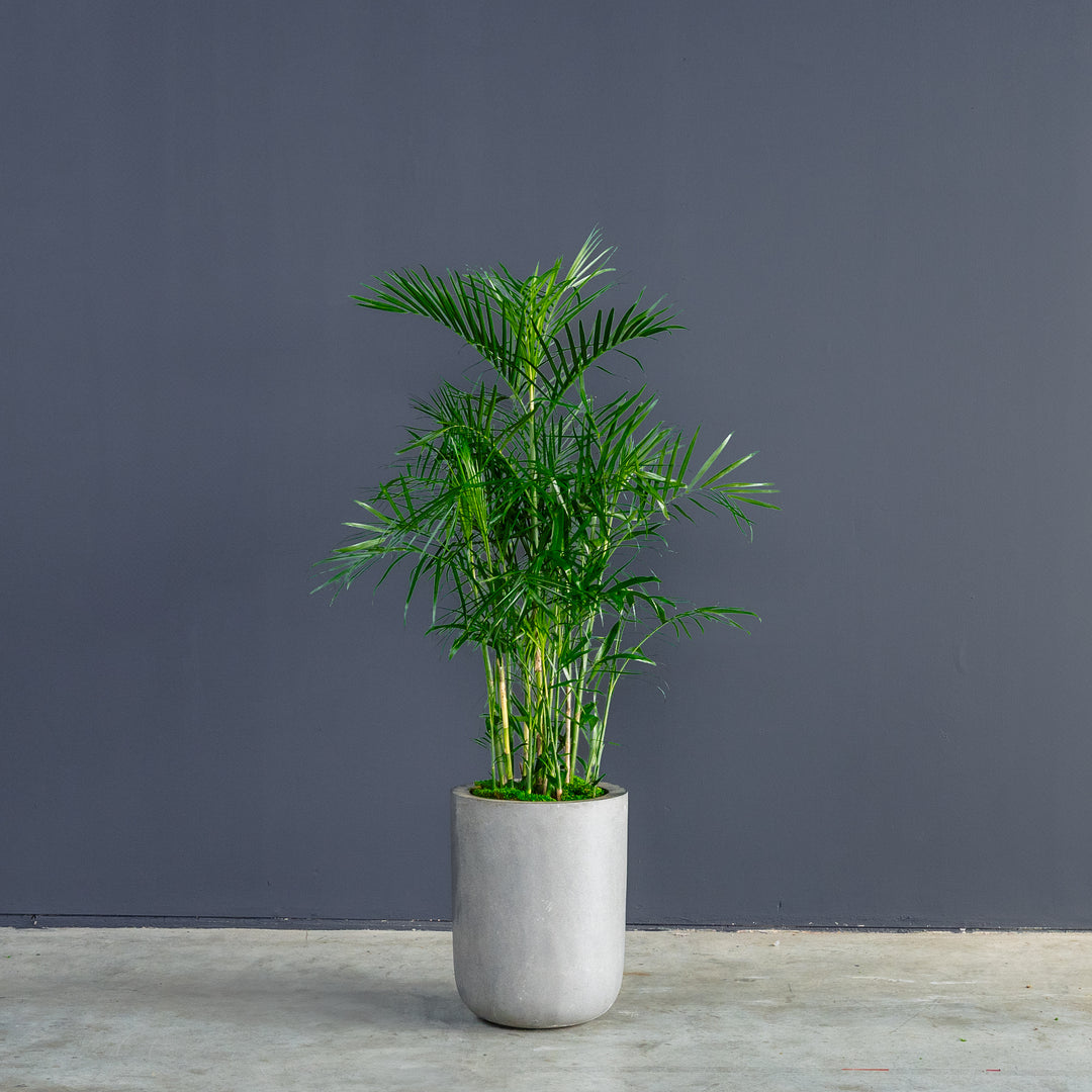 indoor bamboo palm plant Palm