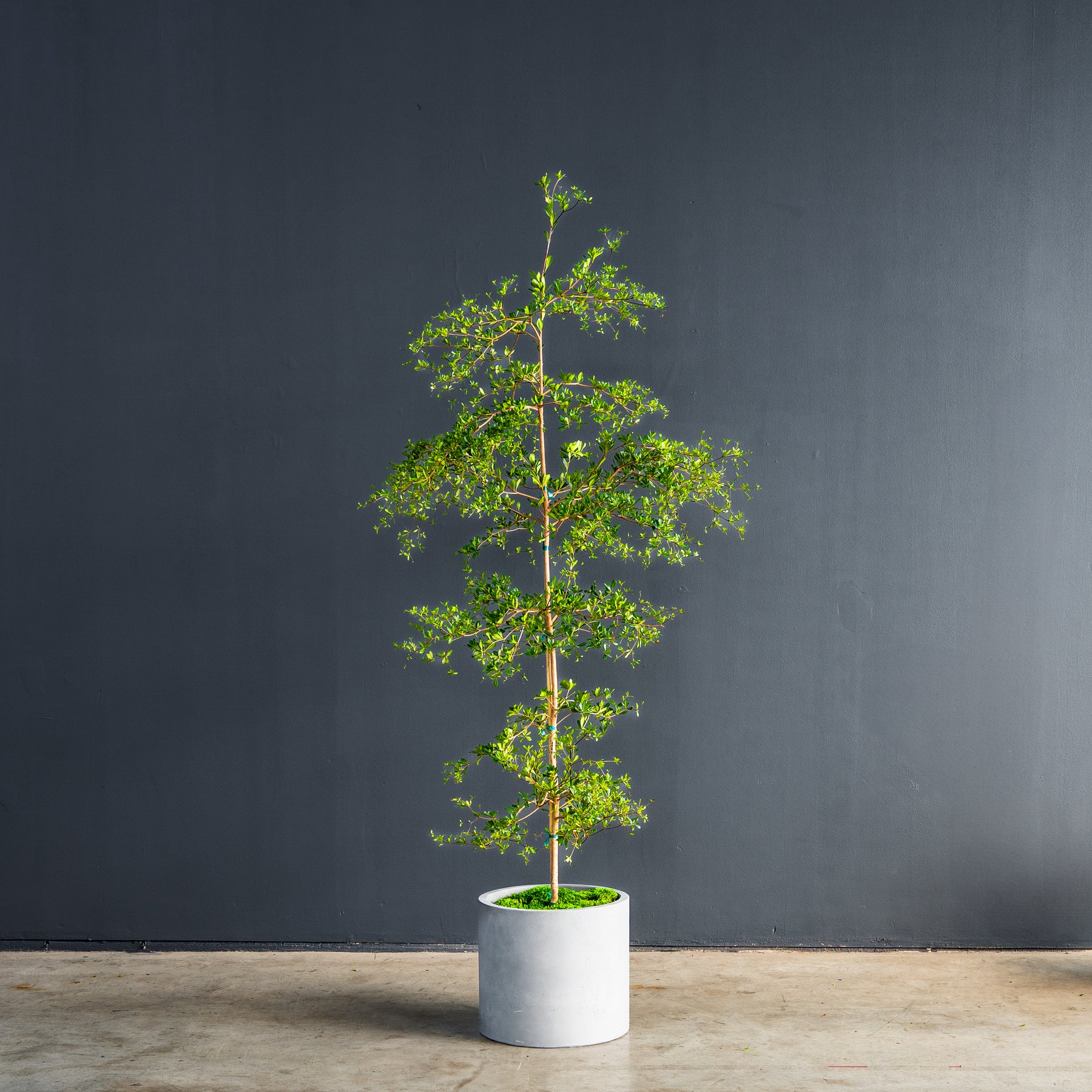 black olive indoor plant Black Olive (Bucida buceras) – Rolling Greens