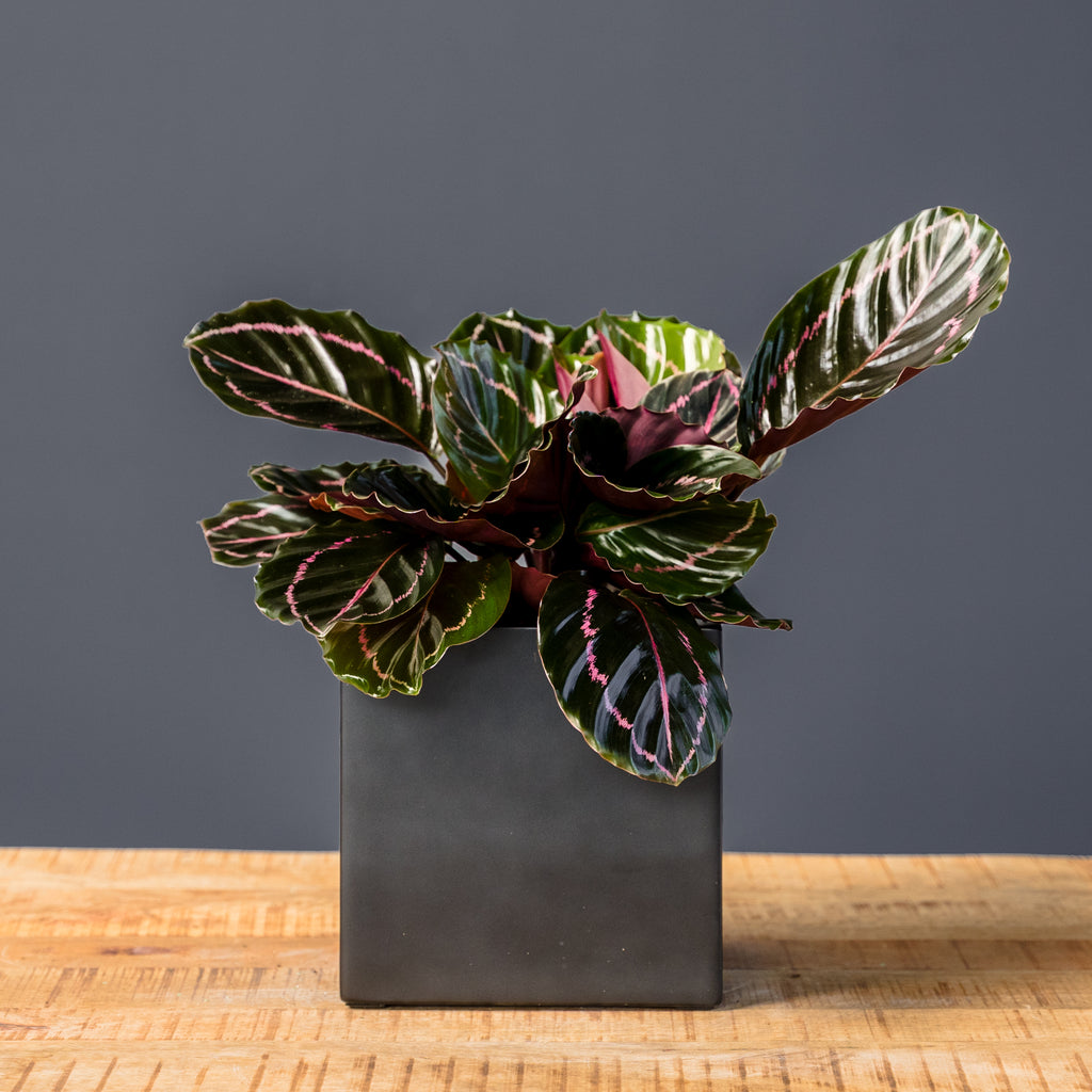 Calathea Dottie (Goeppertia roseopicta) – Rolling Greens