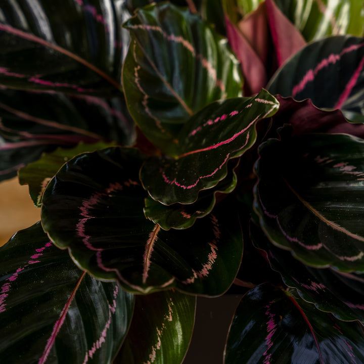 Calathea Dottie (Goeppertia roseopicta 'Dottie') 6 in